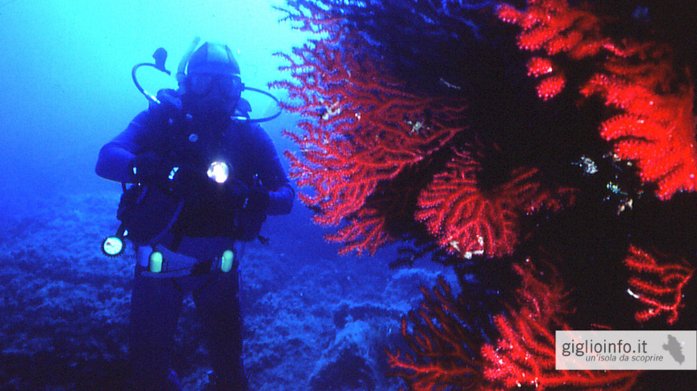 underwater picture diving giglio island