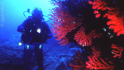 Sub con coralli rossi durante immersione all'Isola del Giglio