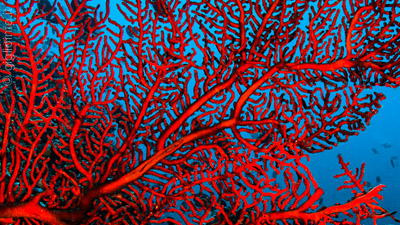 Rote Korallen