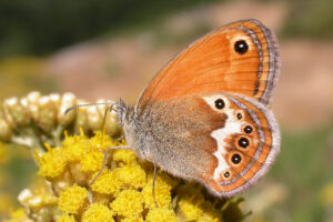 Farfalla Coenonympha Isole Toscane