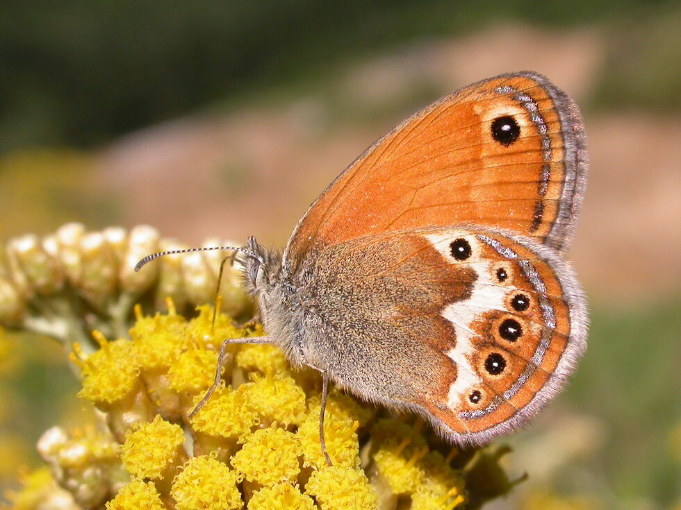 Farfalla Coenonympha Elbana