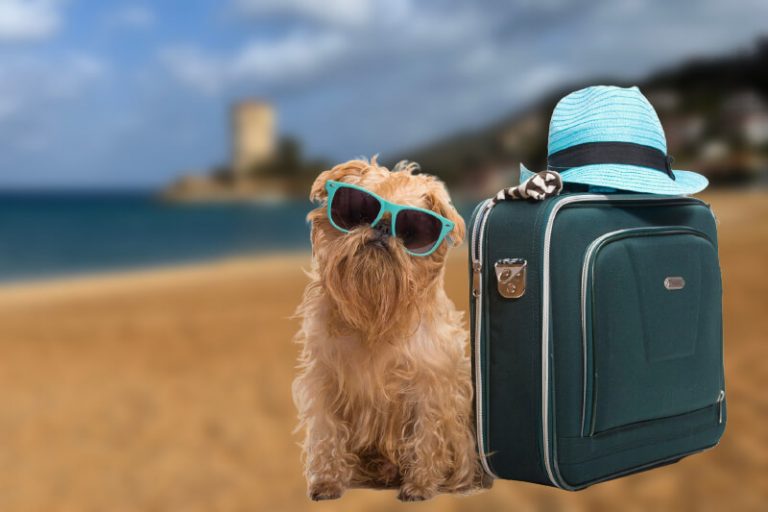 Cane con Valigie sulla Spiaggia del Campese Isola del Giglio