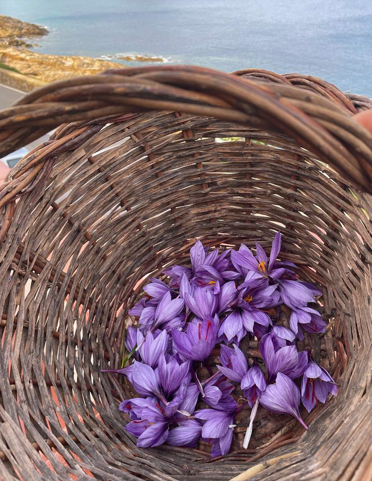 Fiori di Zafferano all'Isola del Giglio in un cestiono