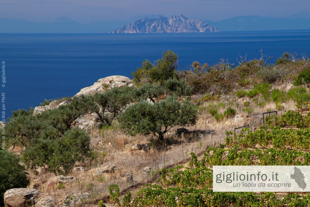 Vigneto all'Isola del Giglio con vista Montecristo e Corsica