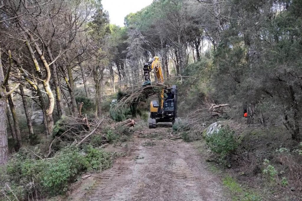 Pineta all'Isola del Giglio con intervento di una Ruspa