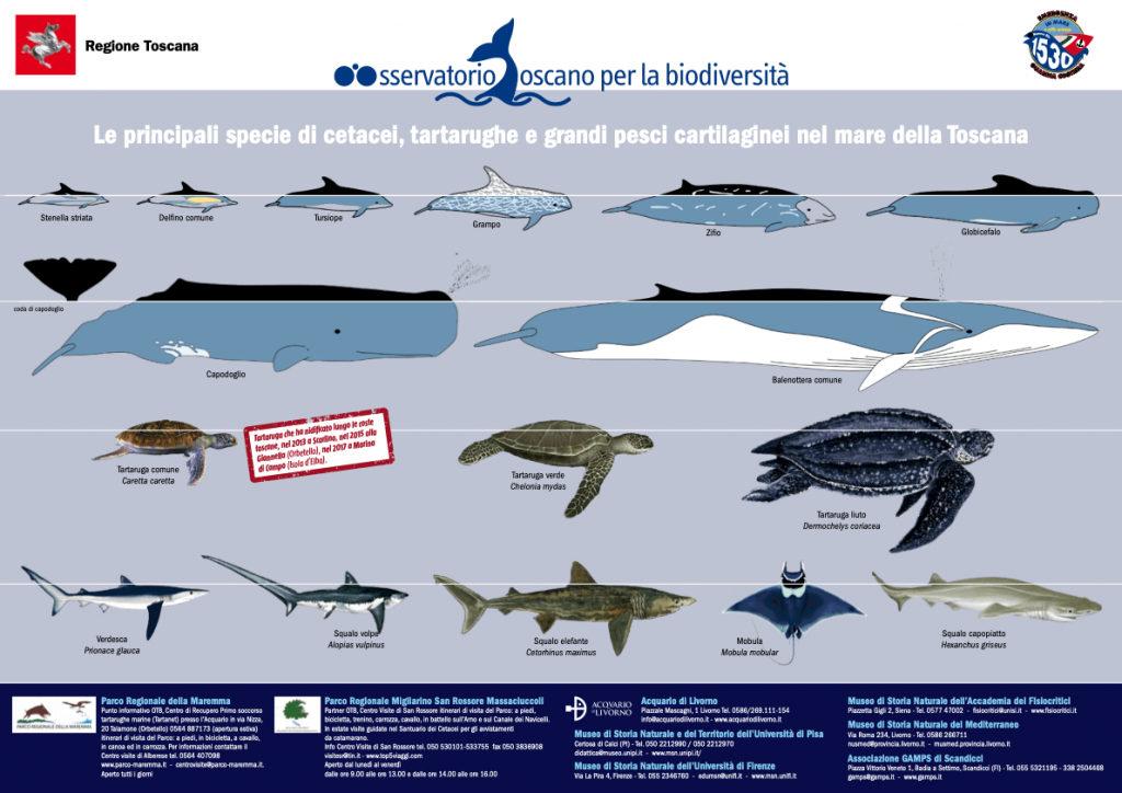 Principali specie di cetacei, tartarughe e grandi pesci cartilaginei nel mare della Toscana