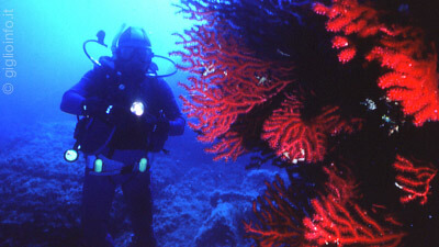 Diver con coralle Rosse durante immersione all'Isola del Giglio, Arcipelago Toscano
