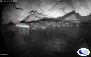 Foto all'infrarosso della foca monaca in una grotta all'Isola di Capraia