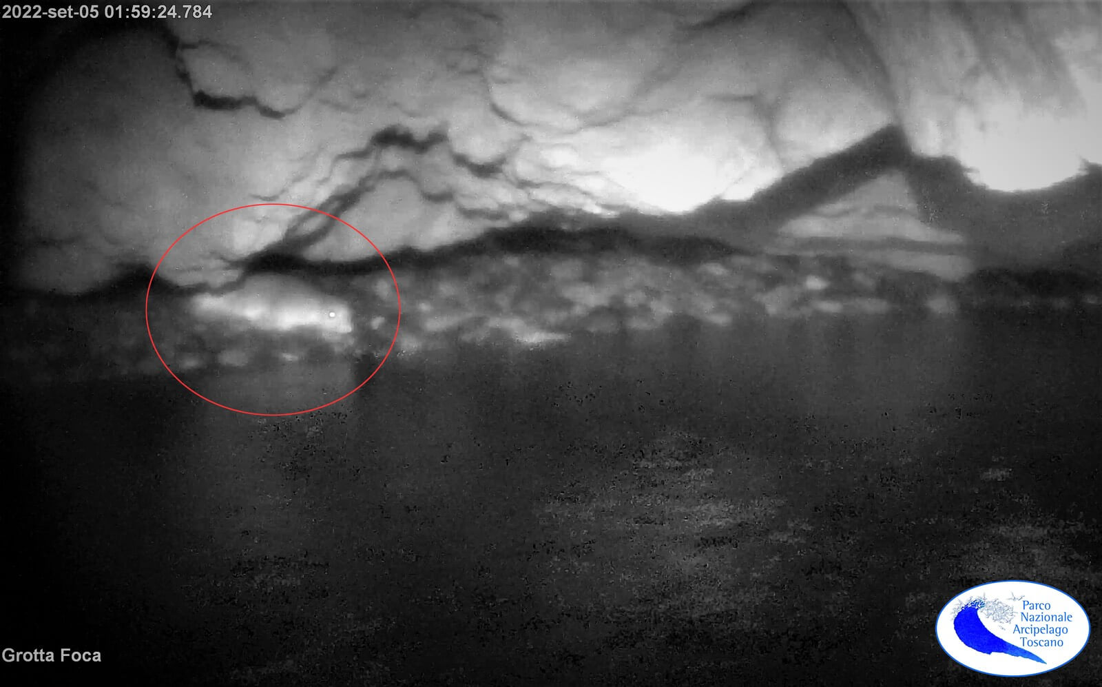 Foto all'infrarosso della foca monaca in una grotta all'Isola di Capraia