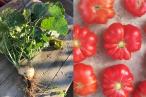 Antiche specie orticole Isola del Giglio - Pomodoro da Scasso e Rapa Cavolo Torso