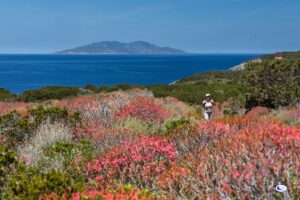 Persona che fa trekking sull'Isola di Giannutri con vsito Isola del Ggilio