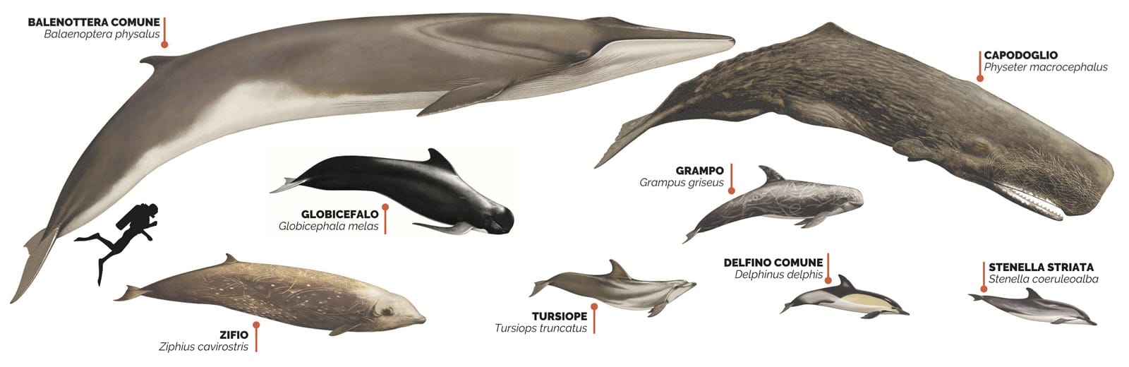 Principali Specie di Cetacei nel Santuario Pelagos
