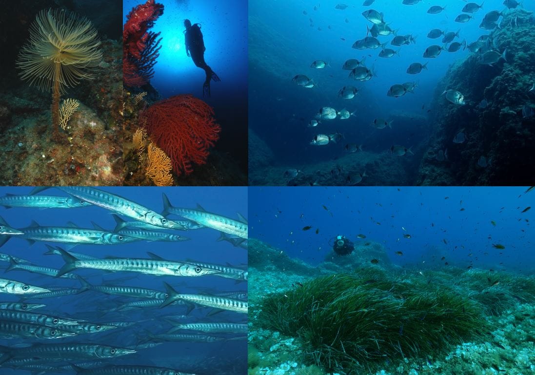 Collage di fotografie d'immersioni all'Isola di Pianosa