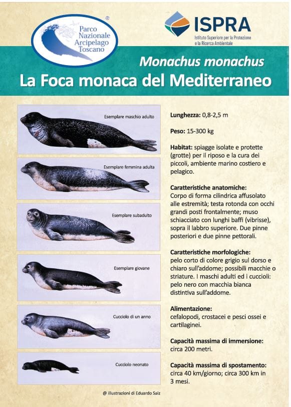 Depliant Illustrativo della foca monaco del Mediterraneo