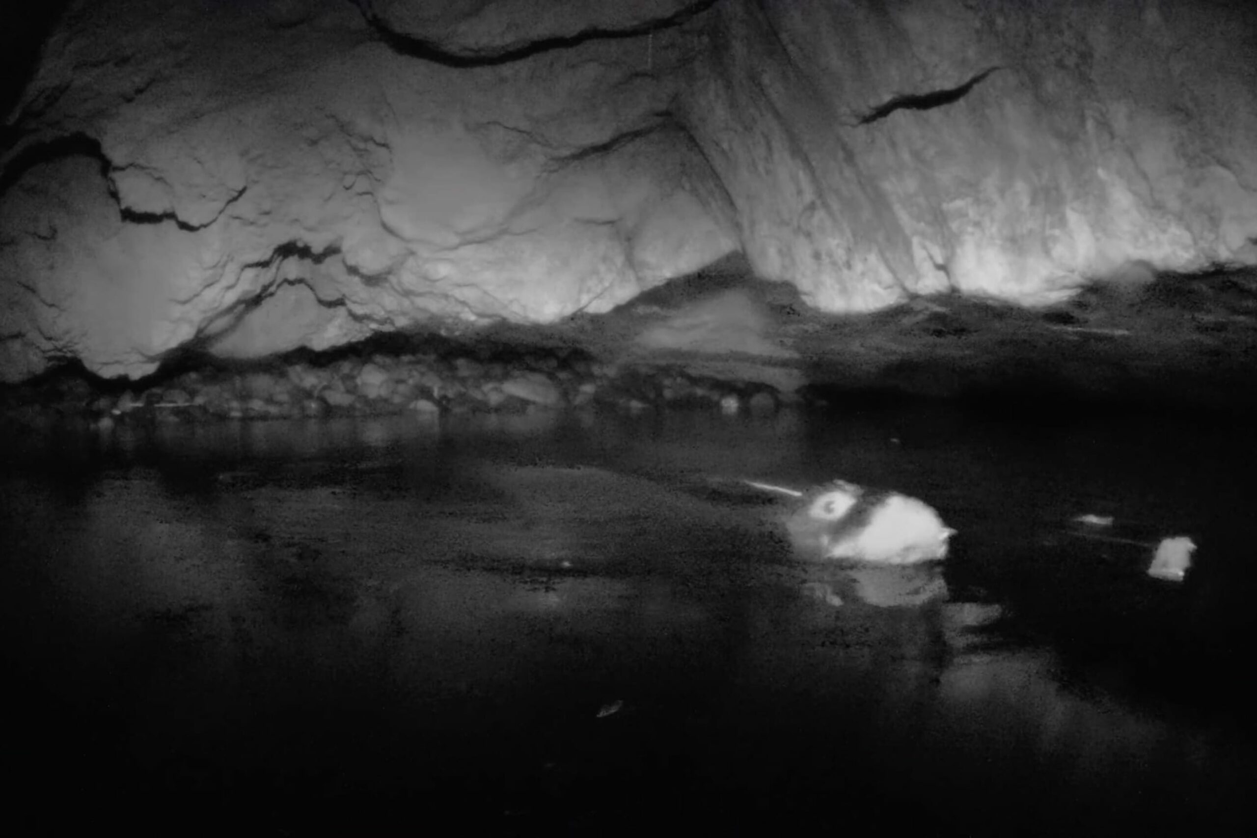 Foto all'infrarosso della foca monaca in una grotta all'Isola di Capraia Giugno 2023