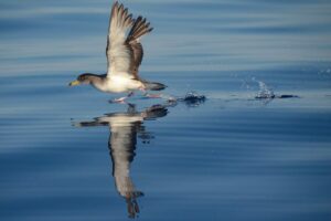 Uccello Berta Arcipelago Toscano