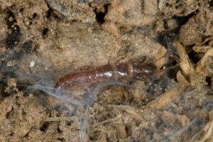 nuova specie di insetto scoperto all’Isola d’Elba