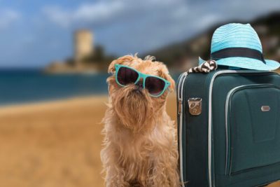 Cane con Valigie sulla Spiaggia del Campese Isola del Giglio