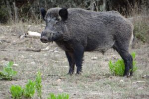 Cinghiale Mascio Adulto Toscana