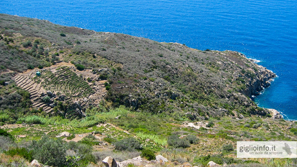 Vigneto all'Isola del Giglio